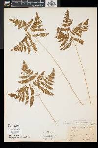 Gymnocarpium dryopteris image