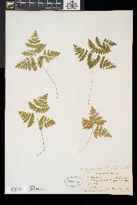 Gymnocarpium dryopteris image