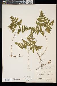 Gymnocarpium dryopteris image