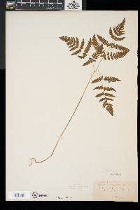 Gymnocarpium dryopteris image