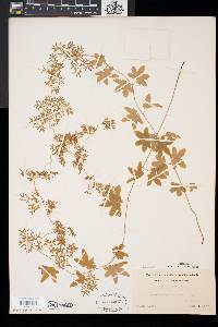 Lygodium palmatum image