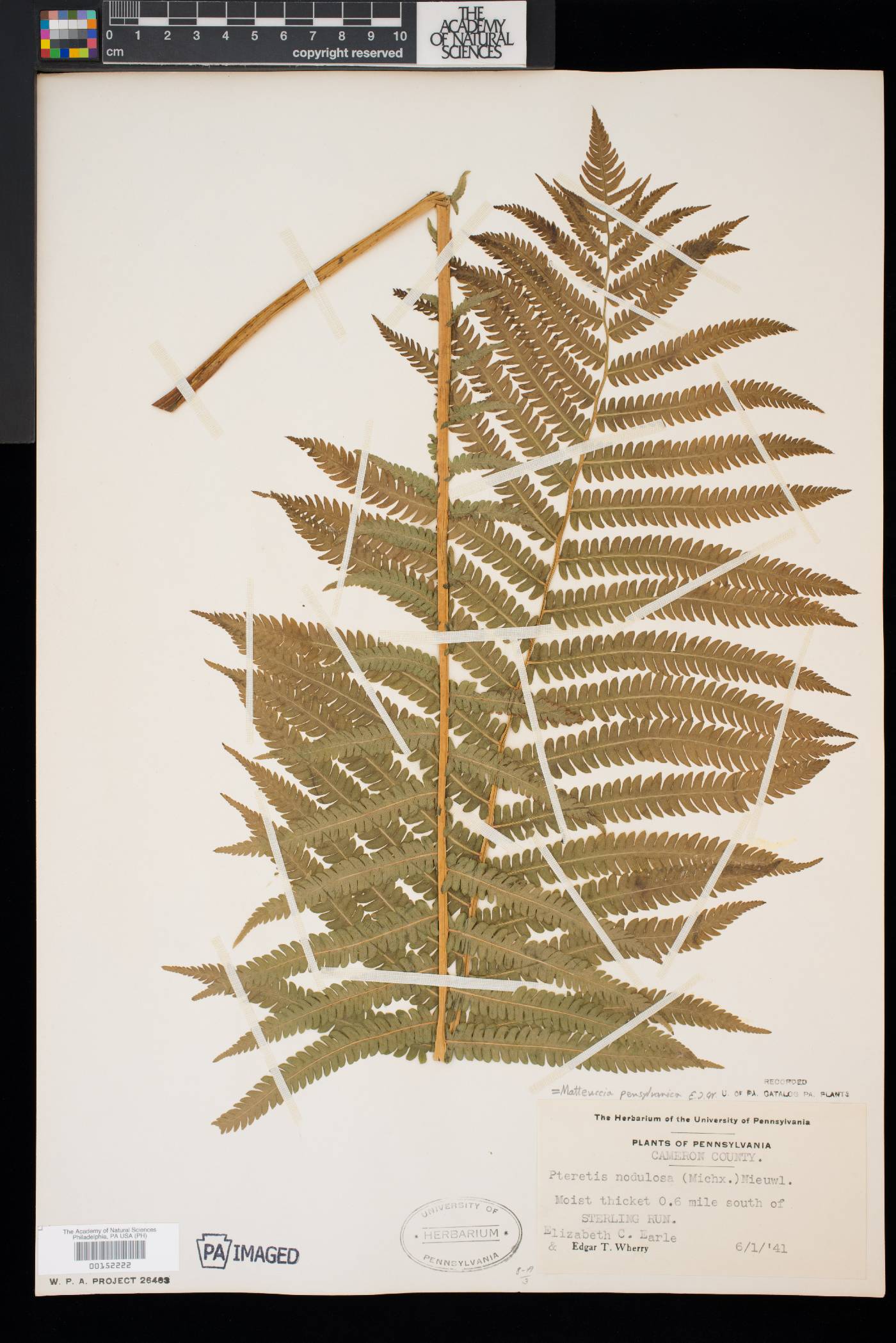 Matteuccia pensylvanica image