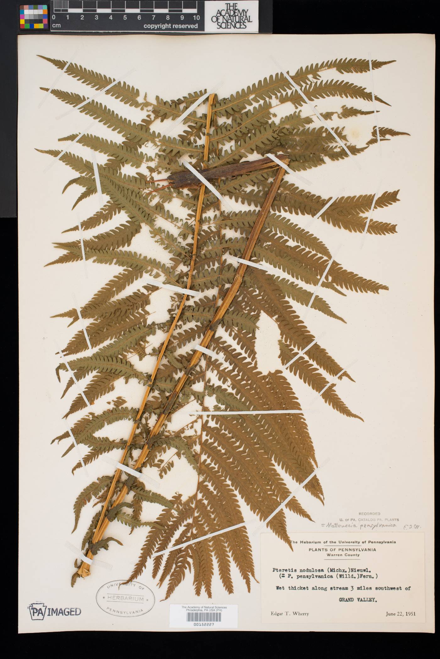 Matteuccia pensylvanica image