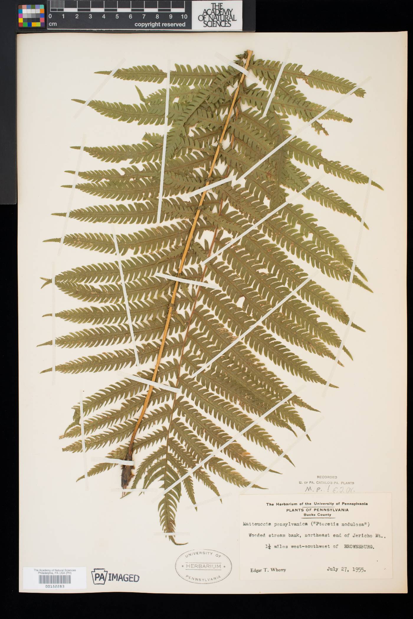 Matteuccia pensylvanica image