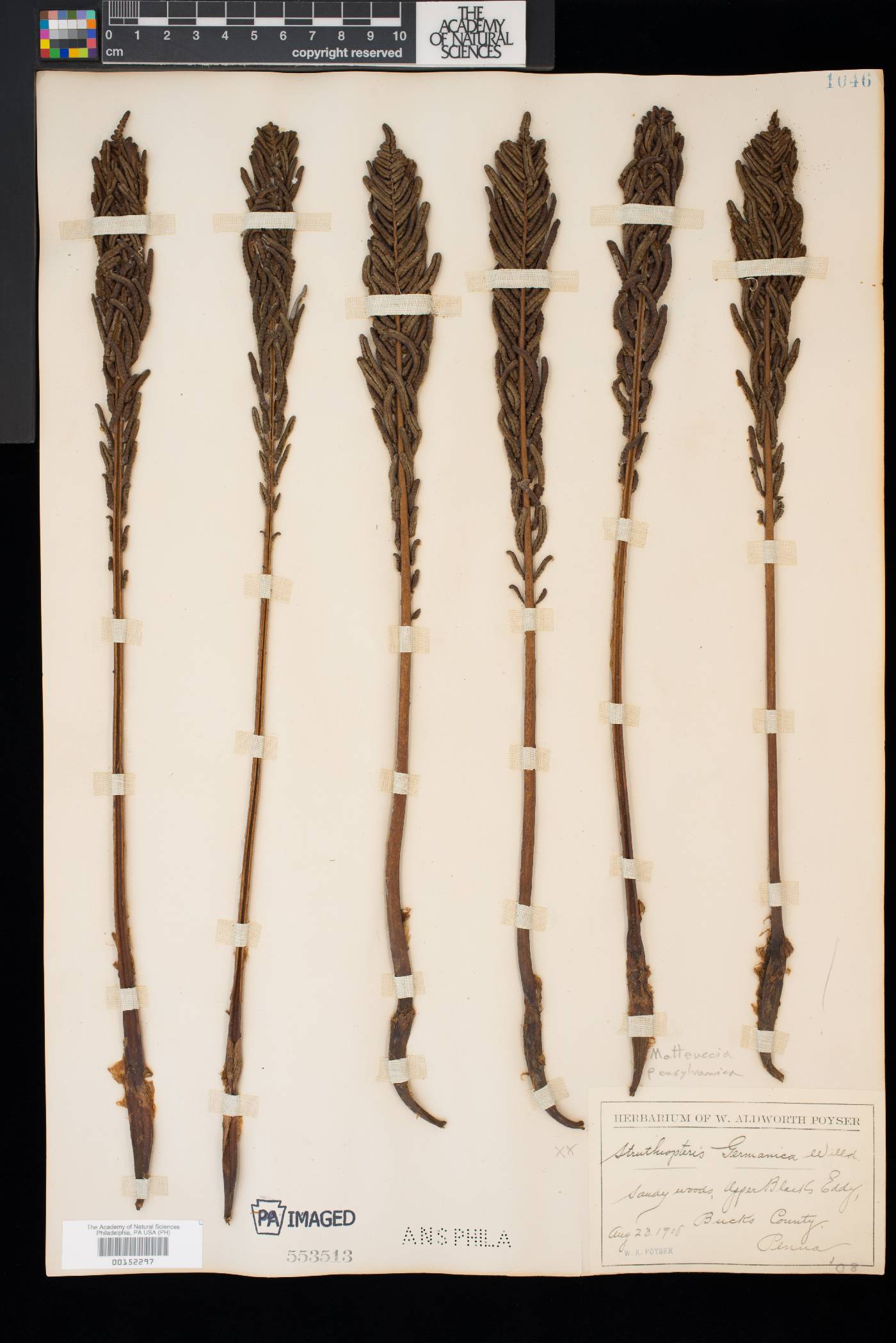 Matteuccia pensylvanica image