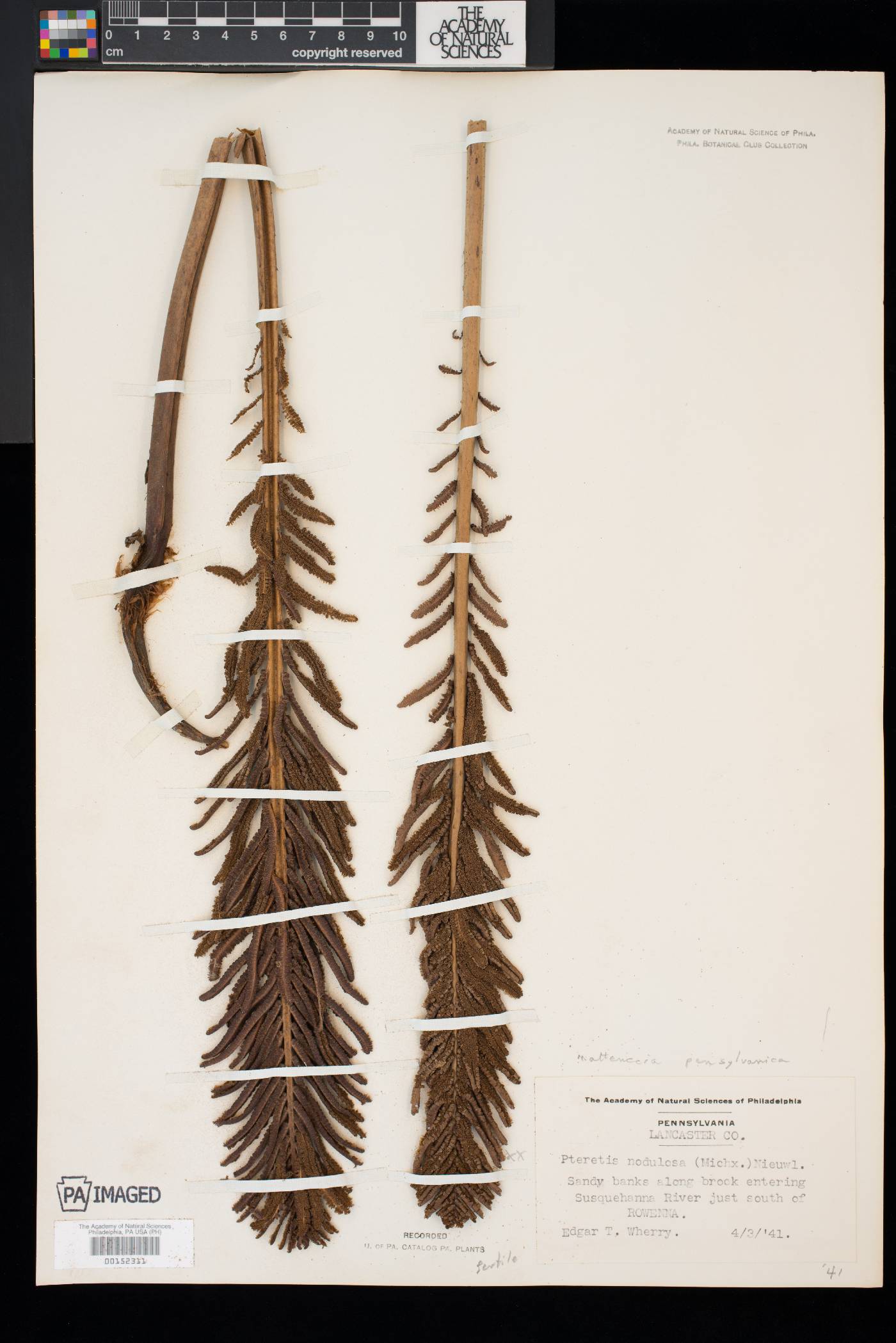 Matteuccia pensylvanica image