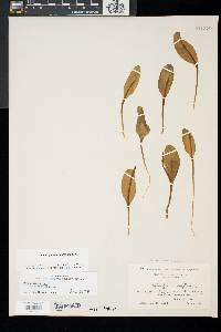Ophioglossum vulgatum image