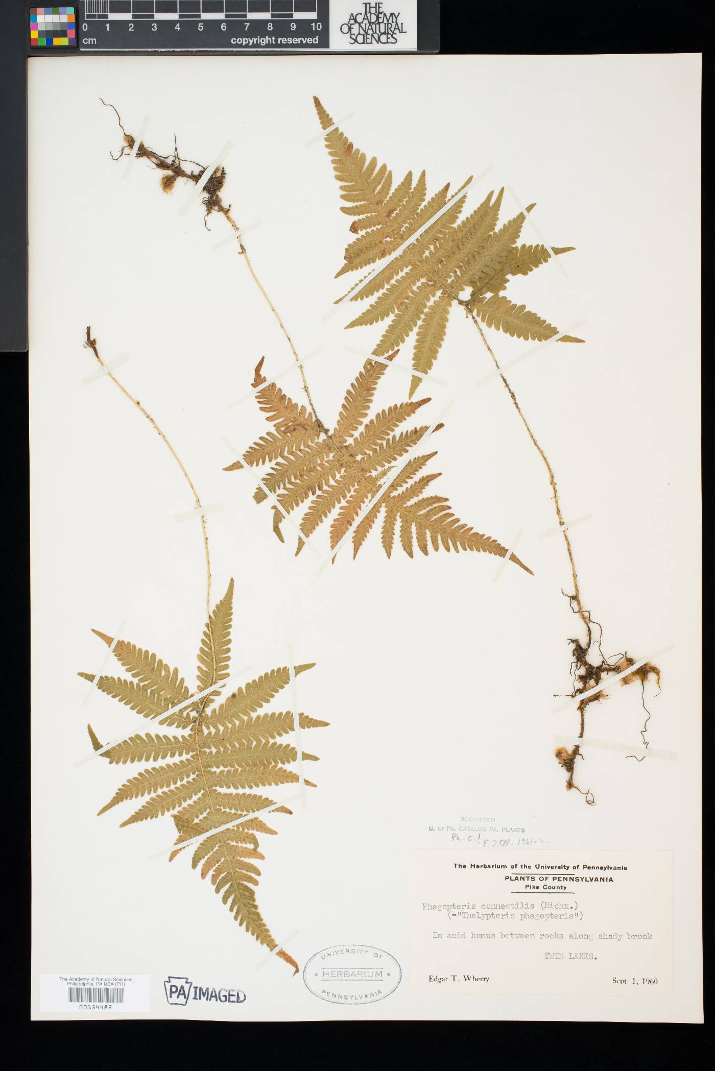 Phegopteris connectilis image