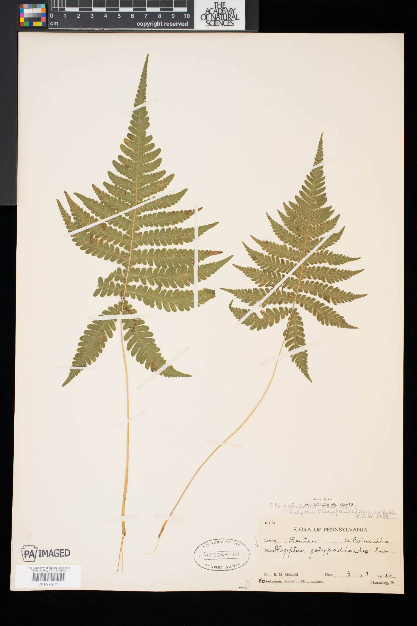 Phegopteris connectilis image