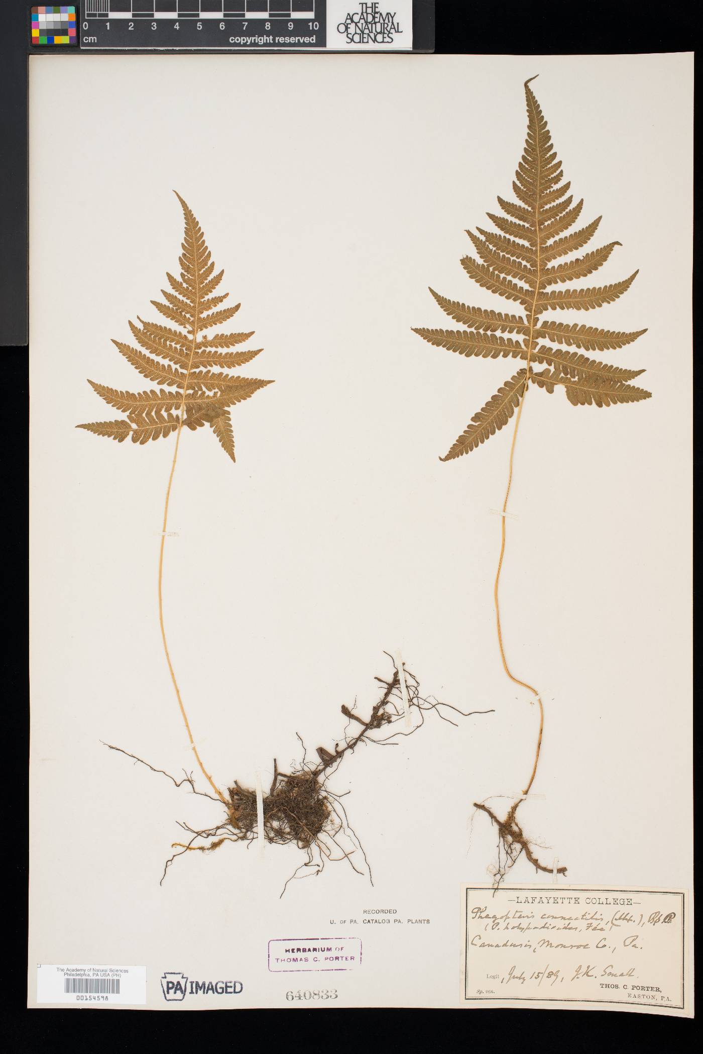Phegopteris connectilis image