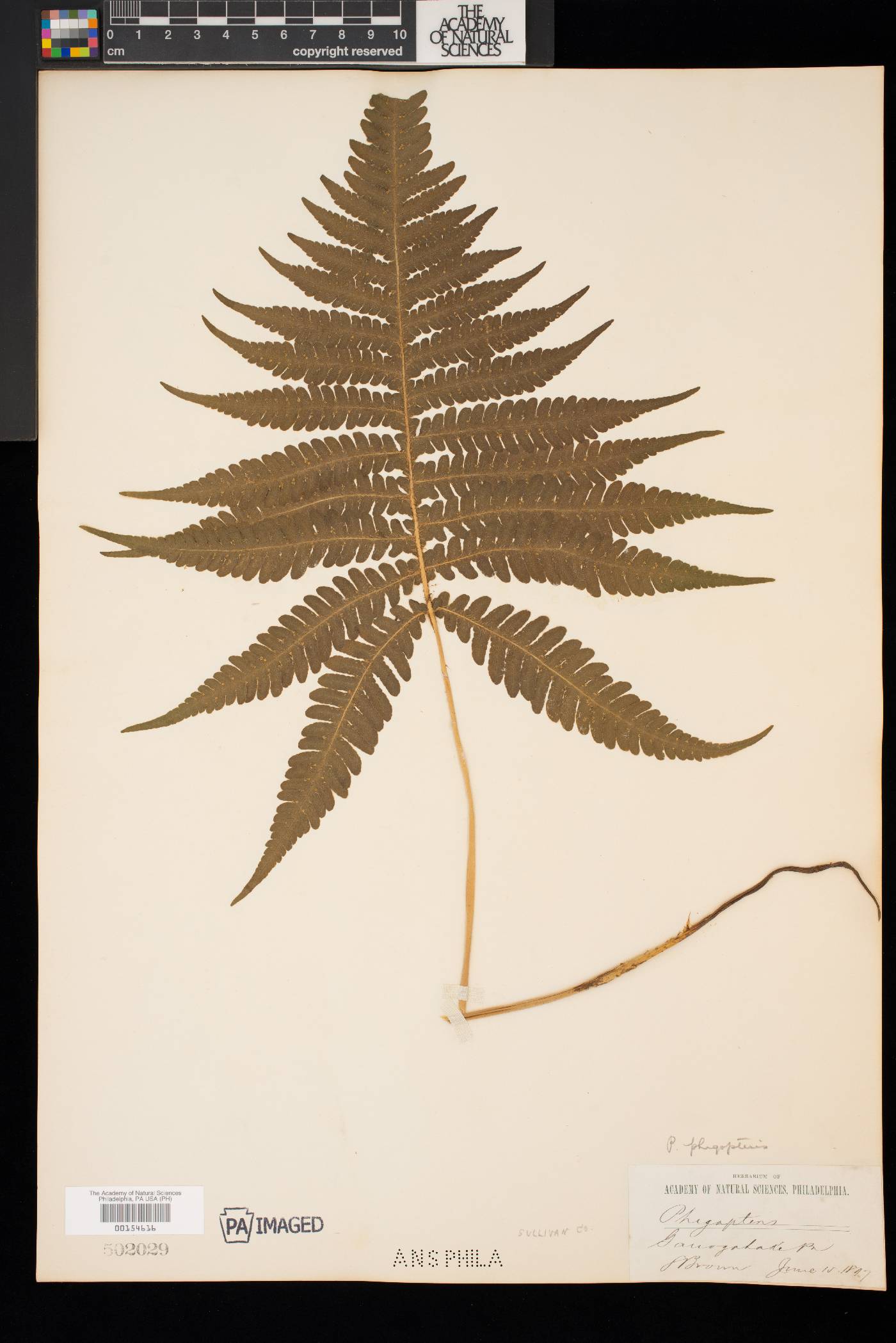 Phegopteris connectilis image