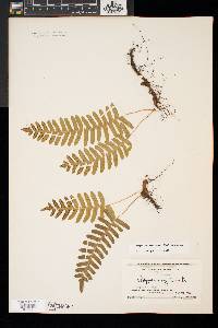 Polypodium appalachianum image