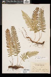 Polypodium appalachianum image