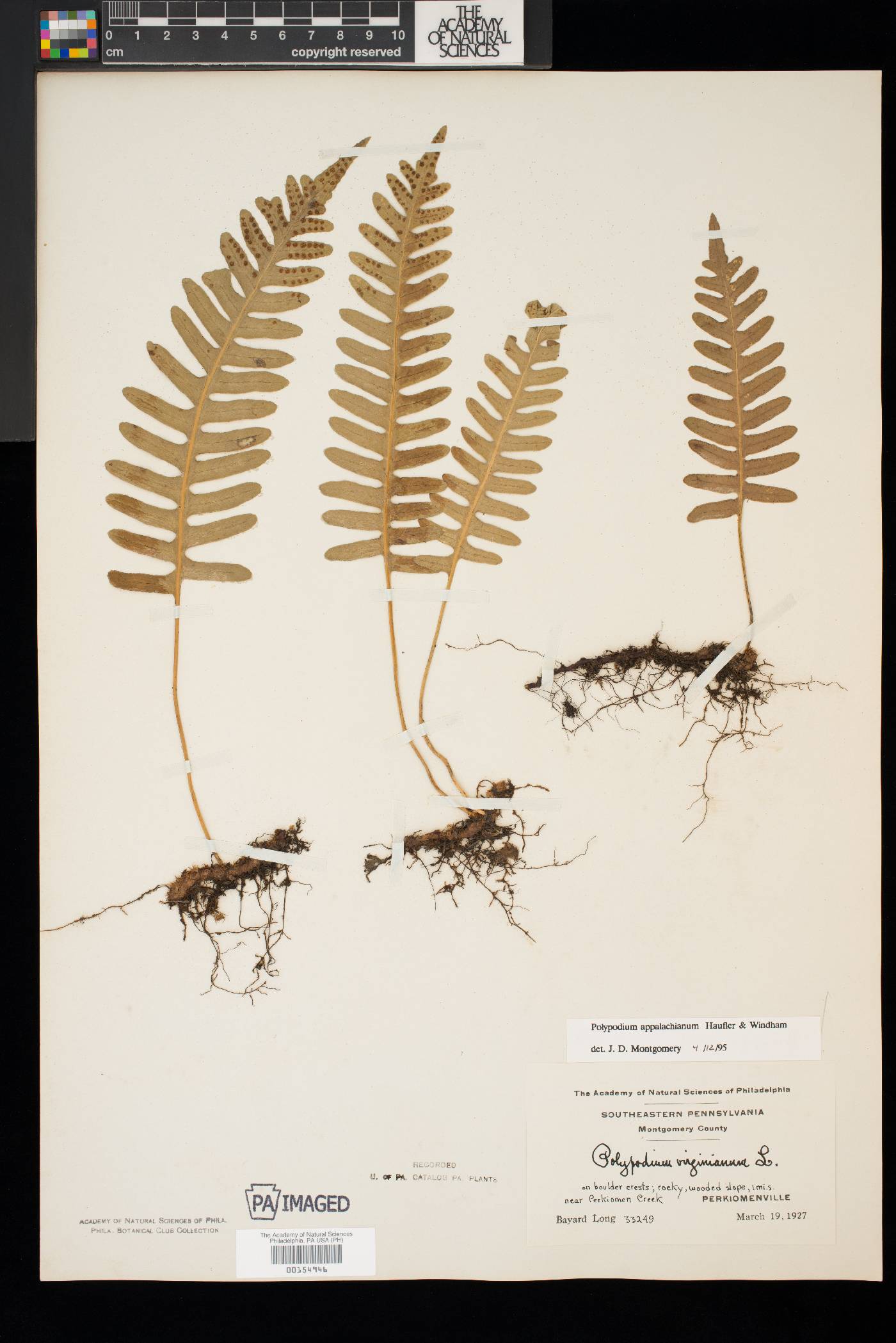 Polypodium appalachianum image