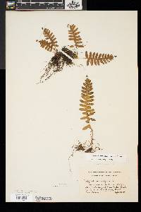 Polypodium appalachianum image