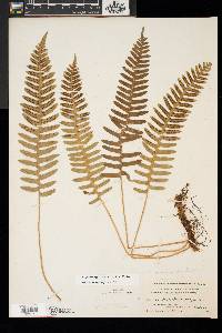 Polypodium appalachianum image