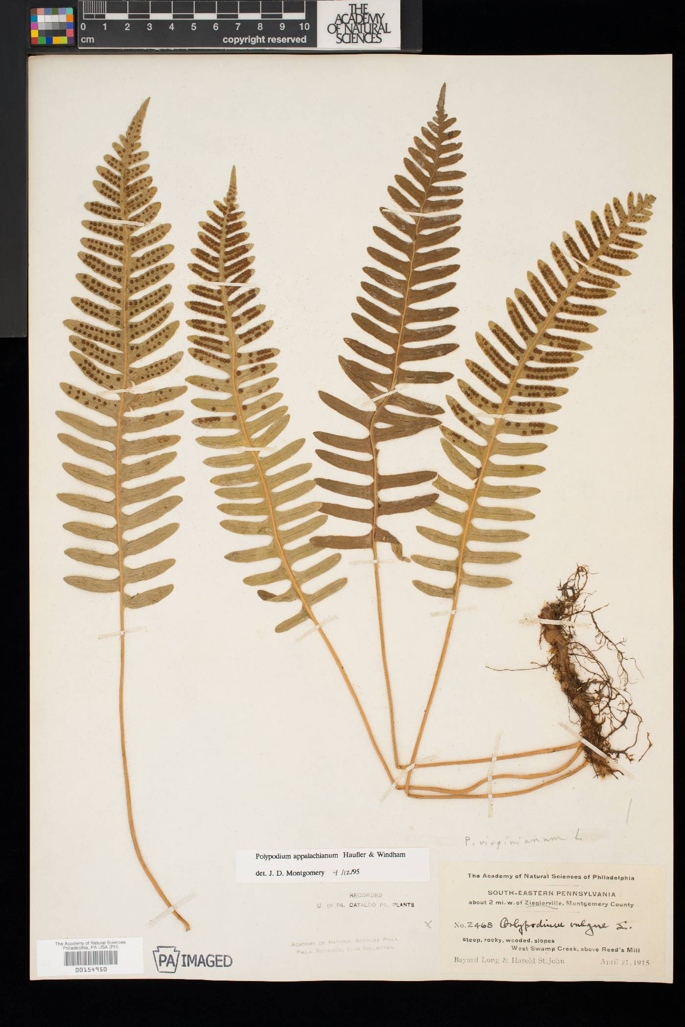 Polypodium appalachianum image