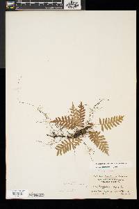 Polypodium appalachianum image