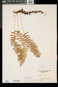 Polypodium appalachianum image