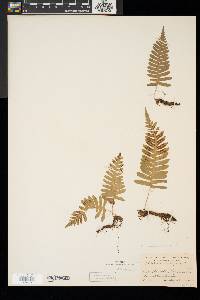 Polypodium appalachianum image