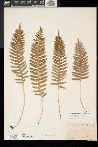 Polypodium appalachianum image