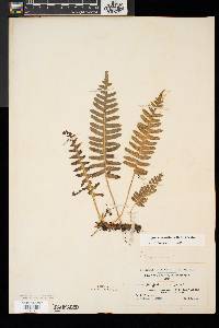 Polypodium appalachianum image