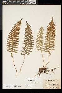 Polypodium appalachianum image