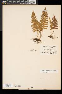 Polypodium appalachianum image