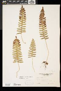 Polypodium appalachianum image