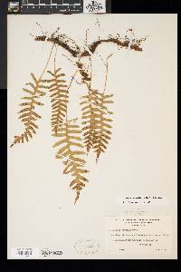 Polypodium appalachianum image