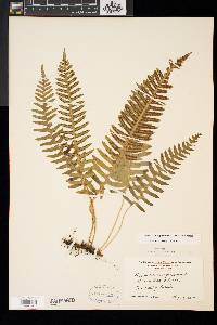 Polypodium appalachianum image