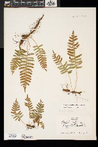 Polypodium appalachianum image