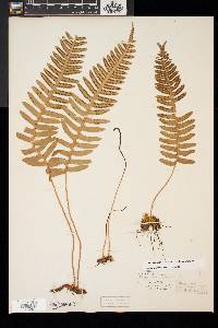 Polypodium appalachianum image