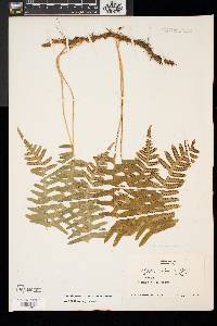 Polypodium appalachianum image