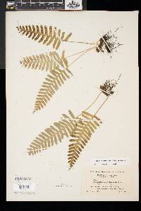 Polypodium appalachianum image