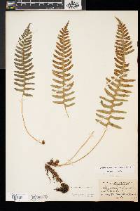 Polypodium appalachianum image