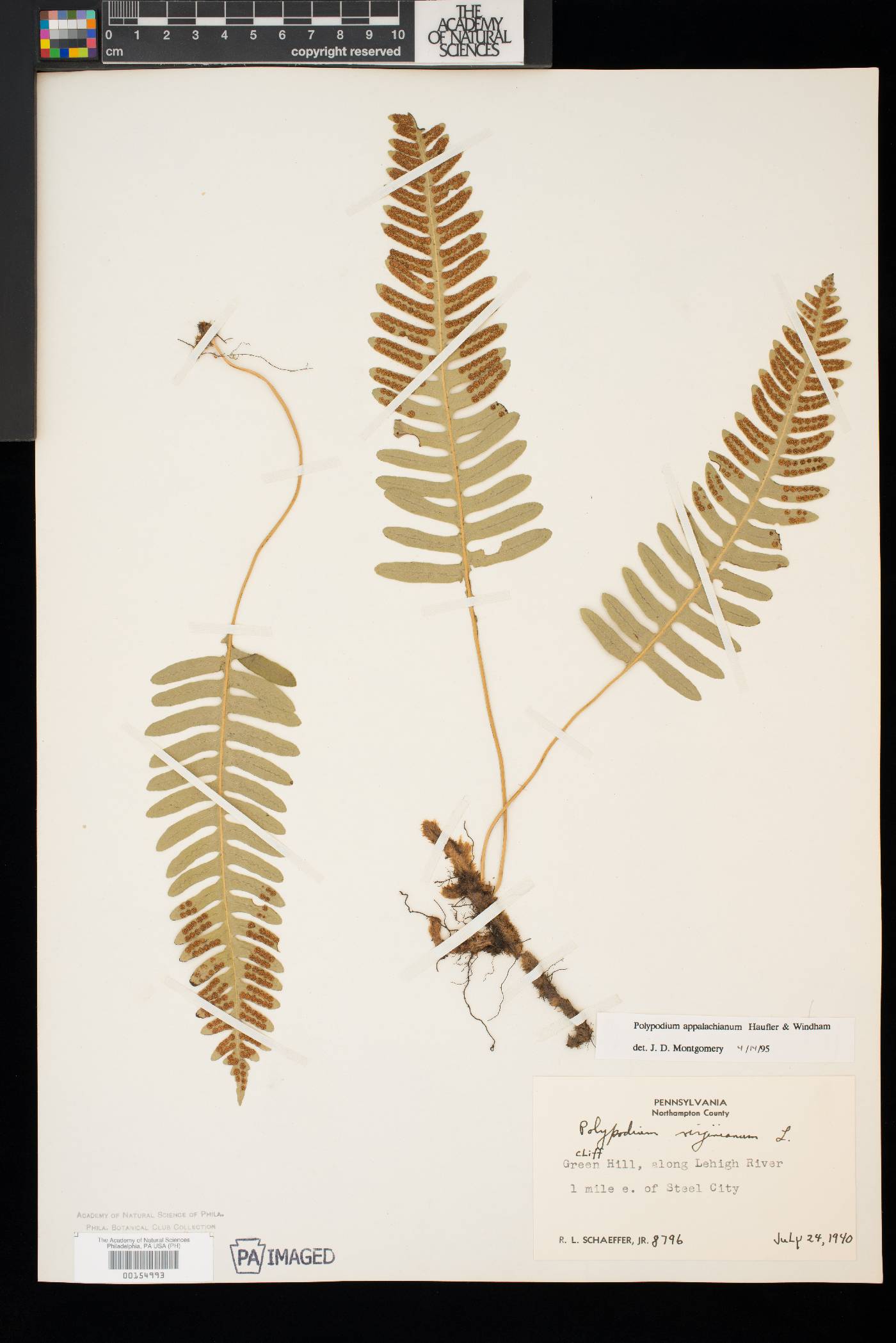 Polypodium appalachianum image