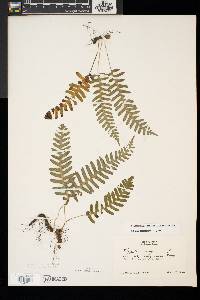 Polypodium appalachianum image