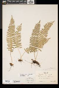 Polypodium appalachianum image