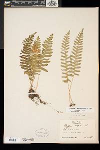 Polypodium appalachianum image