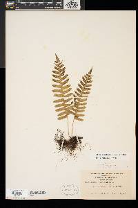 Polypodium appalachianum image