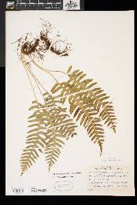 Polypodium appalachianum image