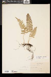 Polypodium appalachianum image