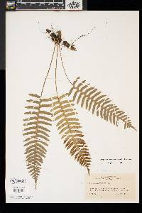 Polypodium appalachianum image