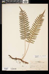 Polypodium appalachianum image