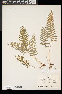 Polypodium appalachianum image