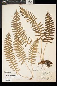 Polypodium appalachianum image