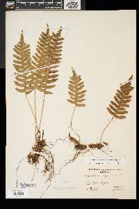 Polypodium appalachianum image