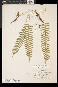 Polypodium appalachianum image