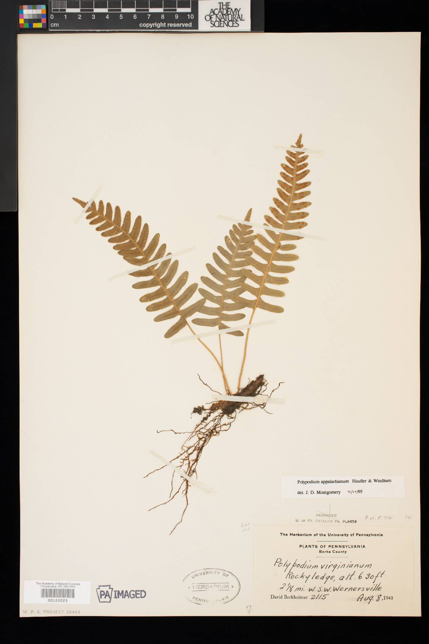 Polypodium appalachianum image